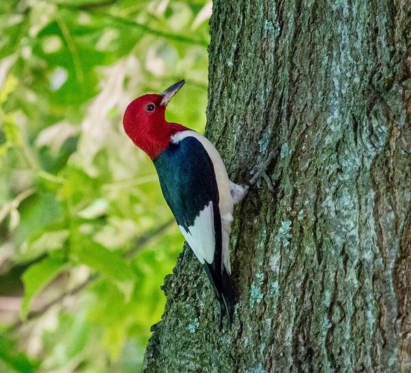 Red-headed Woodpecker by Richard Ricciardi is licensed under CC BY 2.0.